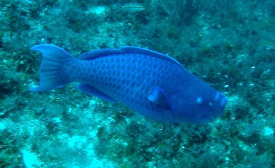 طوطی ماهی آبی